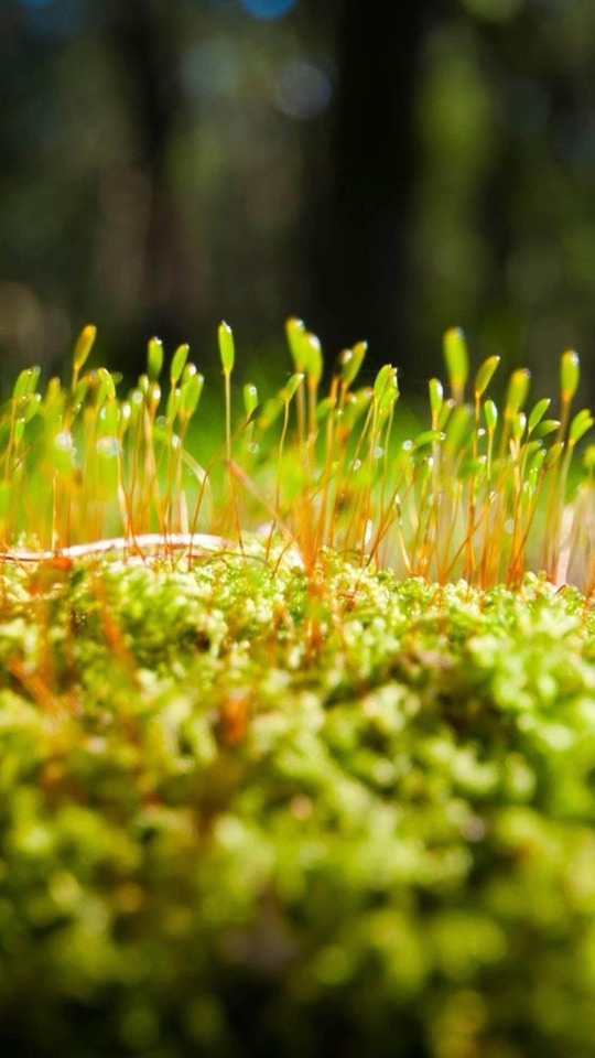 みずみずしい緑の苔から、細い胞子体が無数に伸びるクローズアップ写真。