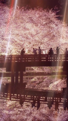 夜桜と橋の人影