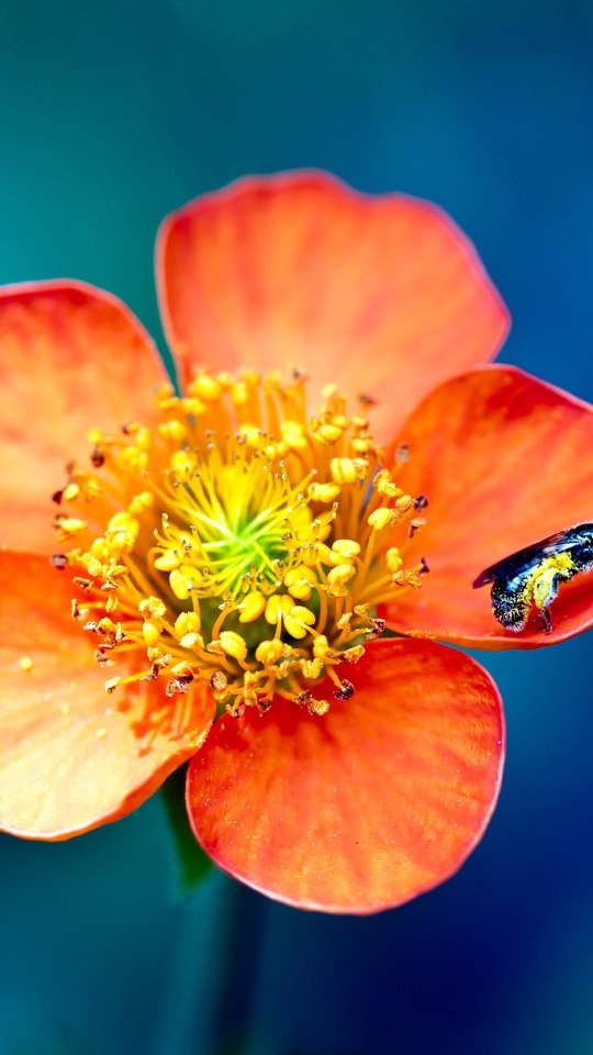 朱色の花びらと、密集した黄色いしべを大きく写した接写写真です。