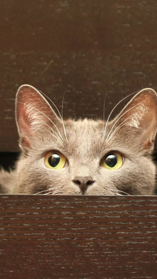 木の縁の向こうから、黄色い瞳の灰色の猫が顔だけをのぞかせる縦長の写真です。