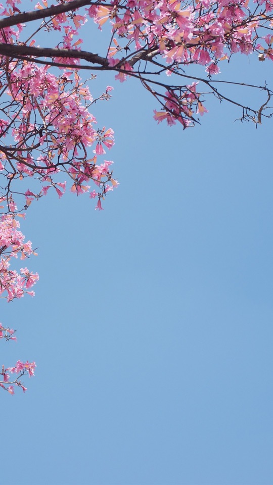 澄んだ青空を背に、桃色の花をつけた枝が左上と左下から画面に伸びます。