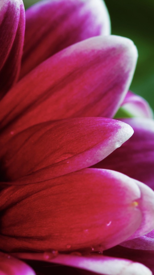 鮮やかなピンクの花びらが幾重にも重なる、花のクローズアップ写真。