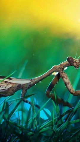 草むらのカマキリ