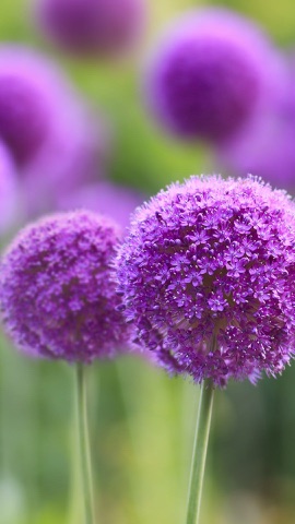 紫の球花