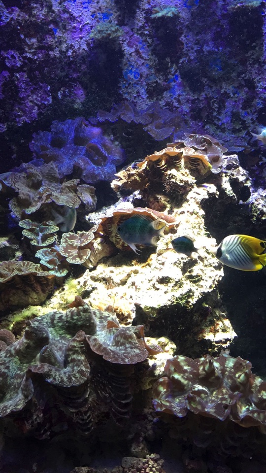 紫がかった水中を背に、サンゴや貝、熱帯魚が集まるサンゴ礁のクローズアップ写真。