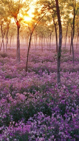 朝日の紫の花畑