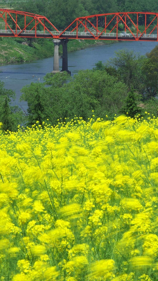 川に架かる赤いトラス橋の手前に黄色い菜の花が咲いています。