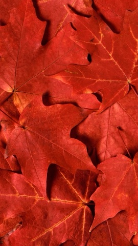 紅葉の絨毯
