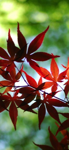緑を背にした紅葉