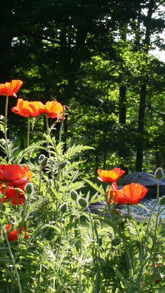 緑濃い森を背景に、鮮やかな赤いポピーの花が数輪、日を浴びて咲くクローズアップ写真。