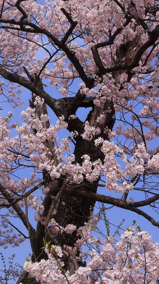 青空を背に、太い幹から枝を広げ淡い桜が満開に咲く一本の木を見上げた縦長の写真です。