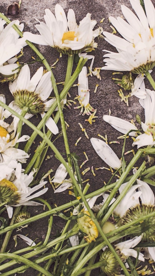 灰色の石畳の上に、白いマーガレットの花と茎、散った花びらが横たわる接写です。