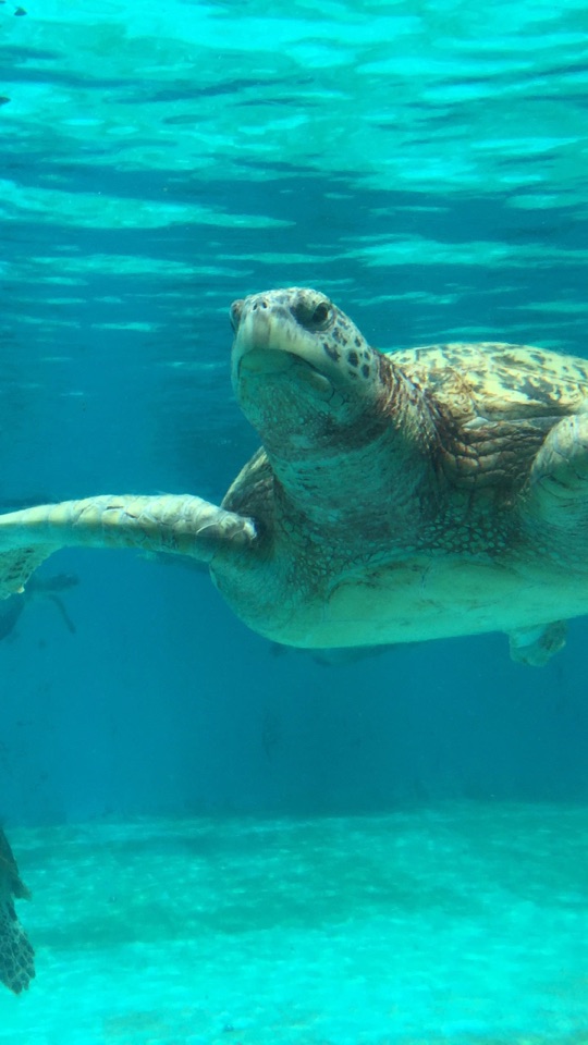 ターコイズブルーの海の中を、ゆったりと泳ぐウミガメを間近でとらえた写真。