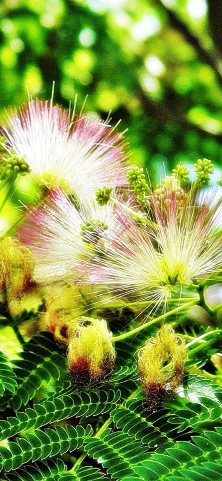羊歯のような緑の葉を背に、淡いピンクの合歓の花が咲くマクロ写真。