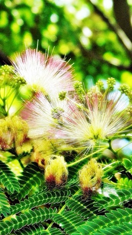 ネムノキの花
