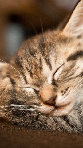 眠る縞模様の子猫