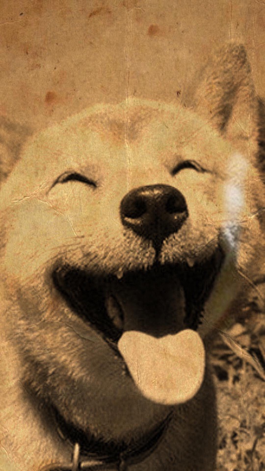 セピア調で、目を細めて口を大きく開け、舌を出して笑うような表情の柴犬を大きく写した写真。
