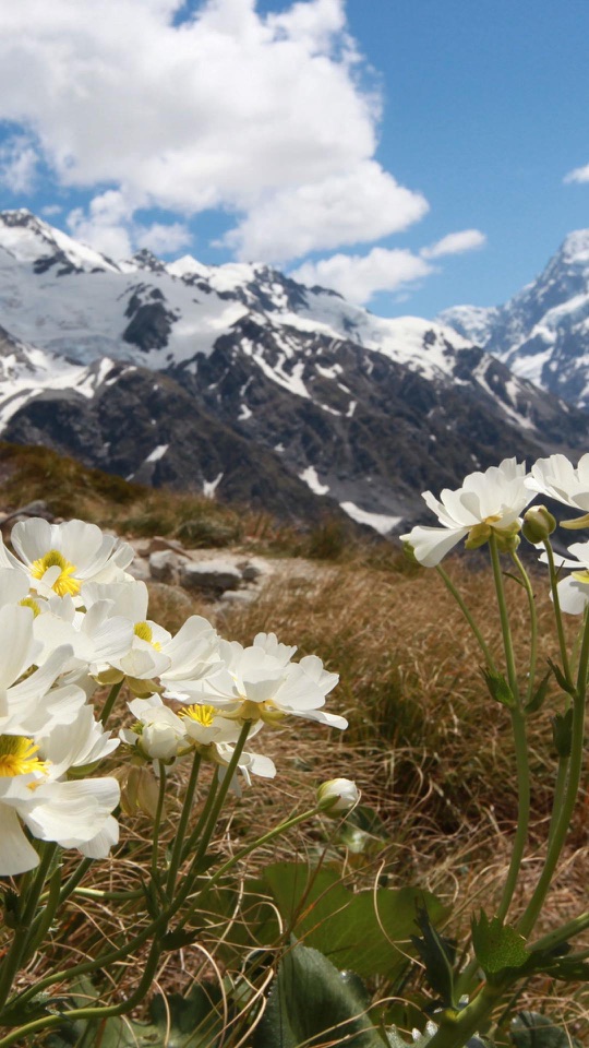 雪をかぶった山並みを背に、白い高原の花が咲く縦長の風景です。