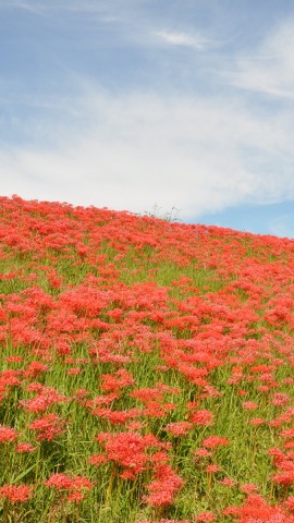 彼岸花の野