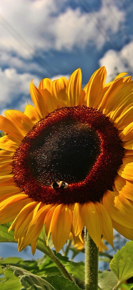 雲の浮かぶ青空を背に、大きなひまわりの花が咲く写真。