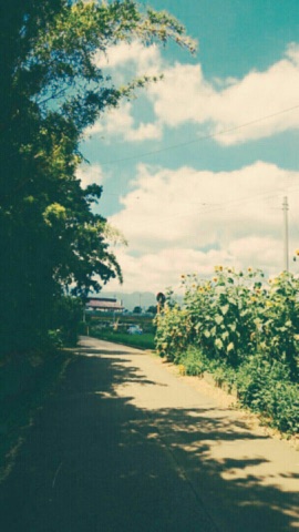 向日葵の咲く土手道