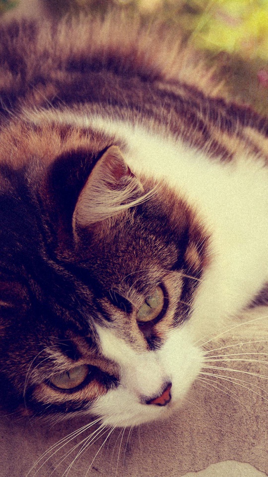 茶と白の縞猫が目を細めてうつむく姿を淡い色調で捉えた接写。