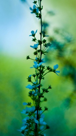 青い花の茎