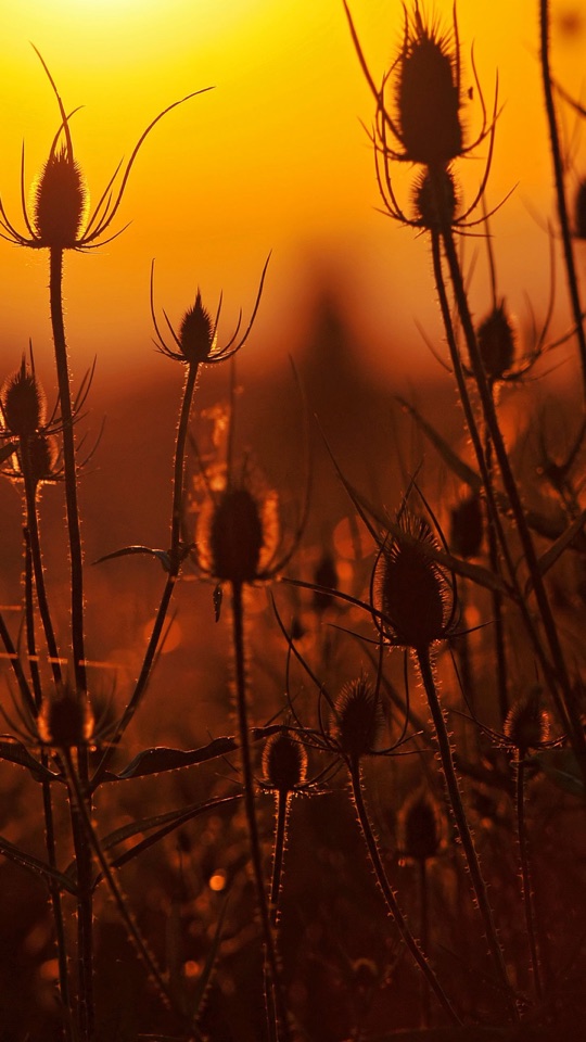 オレンジ色の夕焼けを背に、アザミのような植物がシルエットになって立つ逆光の写真。