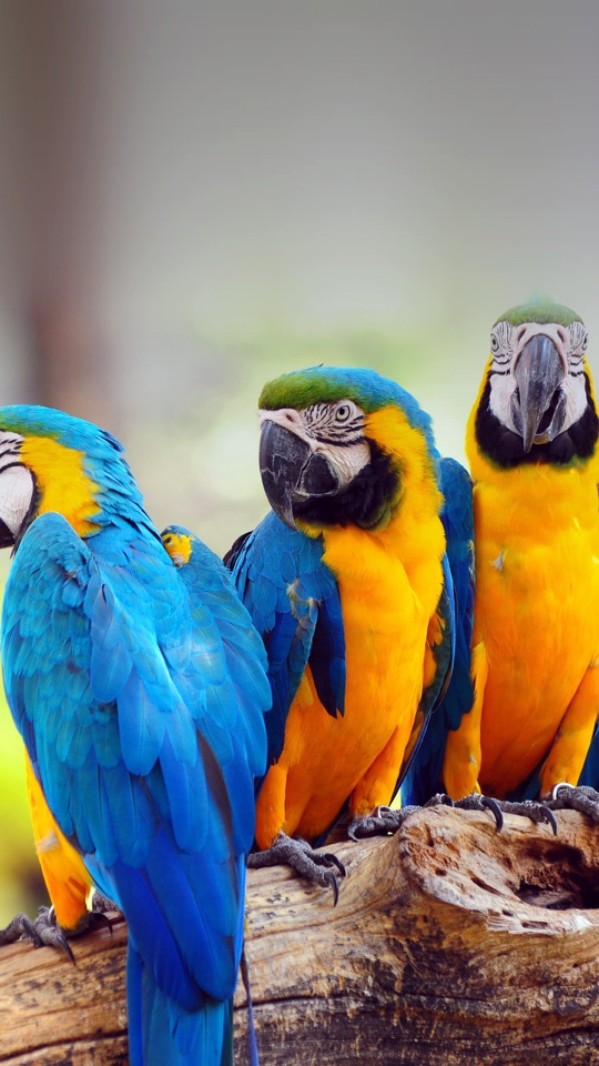 木の枝に並んでとまる、青と黄色の羽をもつ三羽のコンゴウインコをとらえた写真。