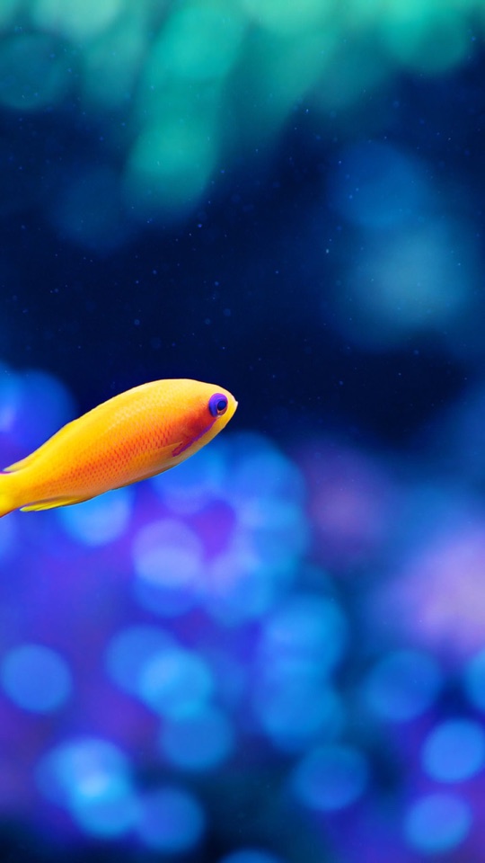 青くにじむボケの水中を背に、オレンジと黄色の小さな熱帯魚が泳ぐクローズアップ写真。