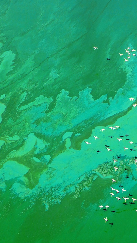 ターコイズと緑が混ざる浅瀬の海を、鳥の群れが飛ぶ様子を上空からとらえた写真。