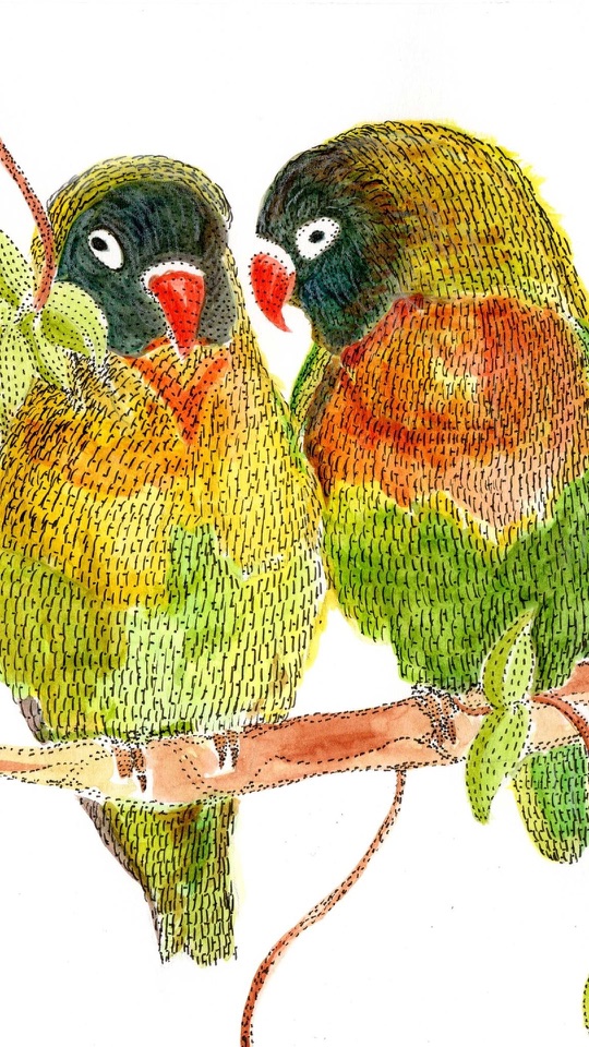 白い背景に、緑と黄、橙の羽を持つ二羽のコザクラインコが枝の上で寄り添います。