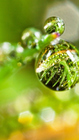 草に光る水の玉