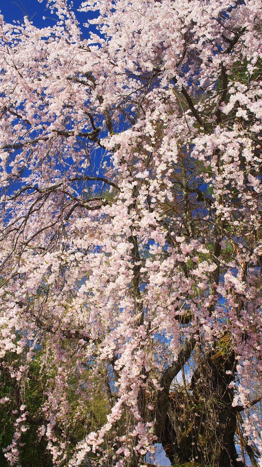 青空を背に淡い桃色の枝垂れ桜が枝いっぱいに咲いています。