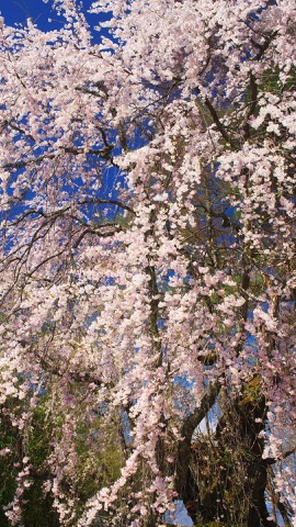 青空に映える枝垂れ桜