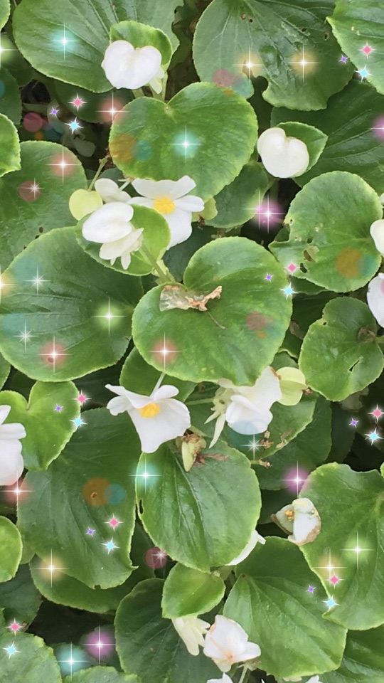 丸くつやのある葉の間に、白いベゴニアの花が咲き、淡い光の粒を散らした縦長の写真です。