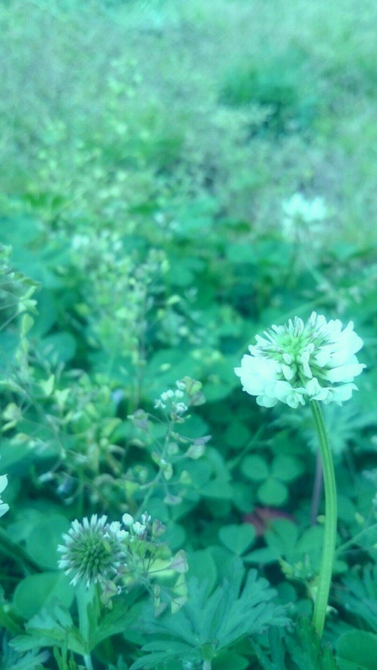 緑の葉が茂る中に、白詰草の丸い花が咲く柔らかな接写写真。