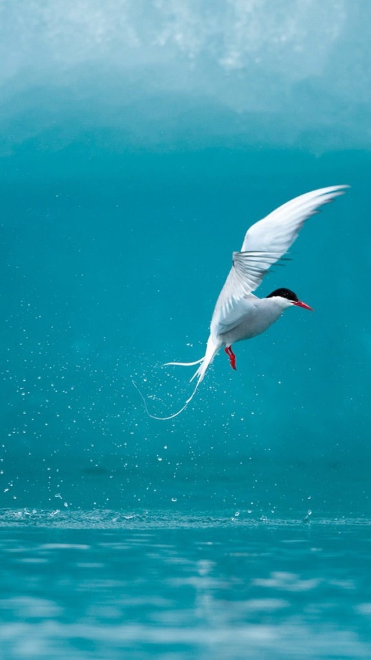 青緑の水面すれすれを、白い鳥が翼を広げて飛ぶ縦長の写真です。