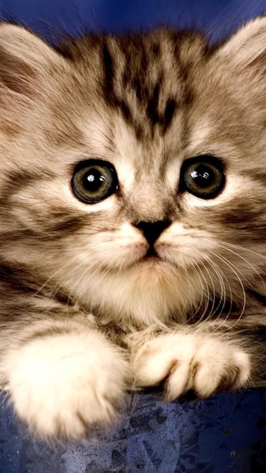 大きなつぶらな瞳でこちらを見上げる、灰色の縞模様の子猫のクローズアップ写真。