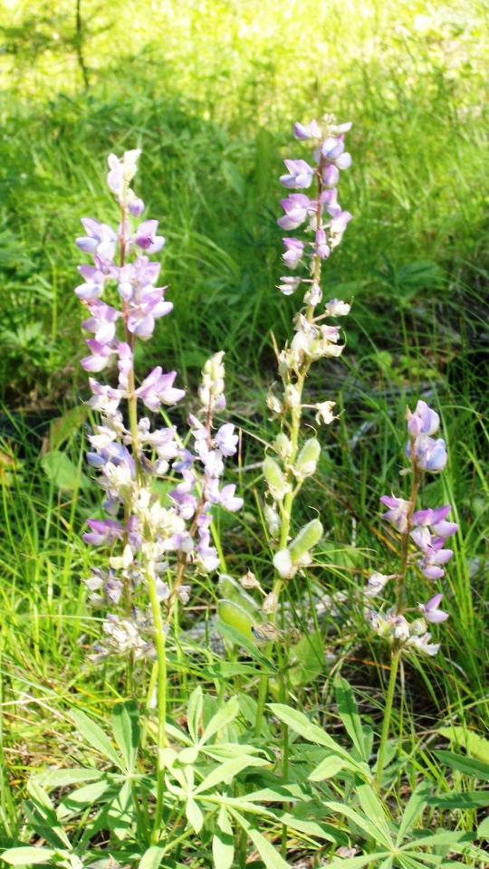 明るい草地に、薄紫の小花を穂状に連ねたルピナスが数本咲く縦長の写真です。