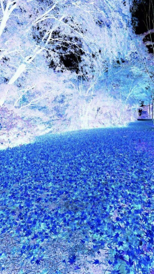 青く染まる雪の庭園と枝先の霧氷