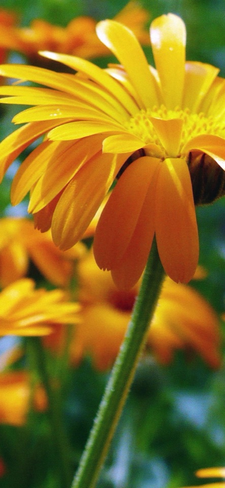 緑を背景に、黄色とオレンジの花びらを広げたガーベラの花のマクロ写真。