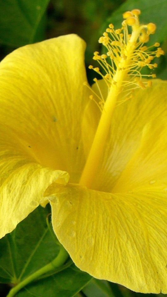 緑の葉を背景に、黄色い花弁と長い雄しべをもつハイビスカスの花を大きくとらえた写真。