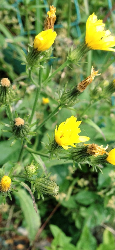 緑の草むらの中に、黄色い花とつぼみ、綿毛になりかけた花が入り交じって咲く野草の写真。