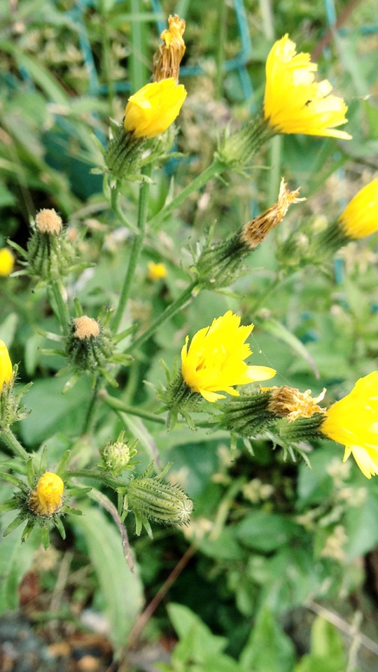 緑の茂みの中に、黄色い野花がいくつも咲くのをとらえたクローズアップ写真。